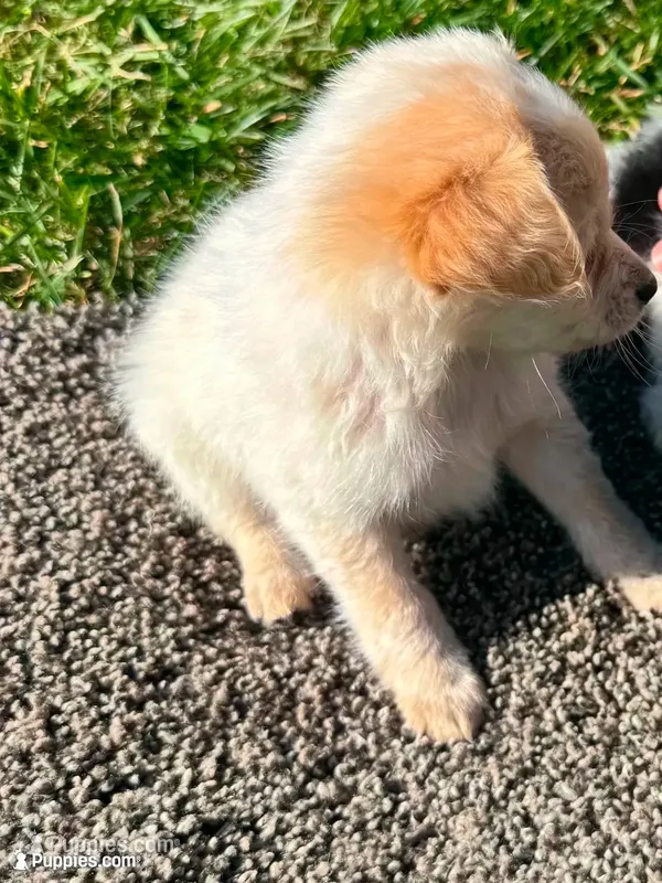 Puppy – Chihuahua puppy for sale in Chariton, IA