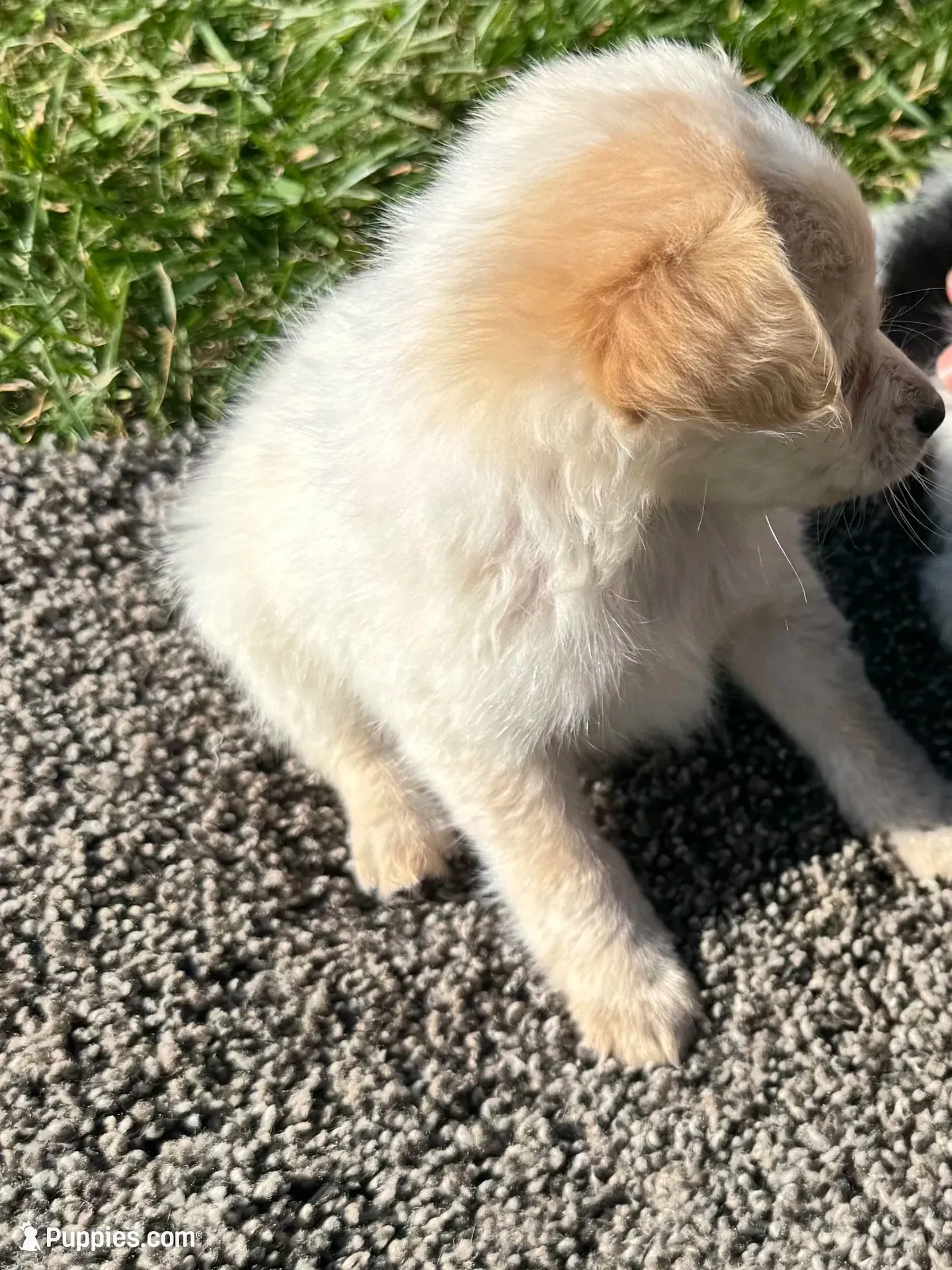 Puppy, a male Chihuahua for sale in Chariton, IA – 2 of 7