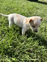 Puppy, a male Chihuahua for sale in Chariton, IA – 4 of 8