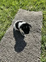 Puppy , a female Chihuahua for sale in Chariton, IA – 7 of 7