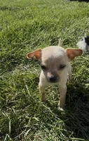 Puppy , a female Chihuahua for sale in Chariton, IA – 5 of 5