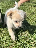 Puppy , a female Chihuahua for sale in Chariton, IA – 3 of 5