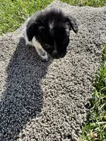 Puppy , a female Chihuahua for sale in Chariton, IA – 6 of 7