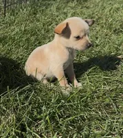 Puppy , a female Chihuahua for sale in Chariton, IA – 4 of 5