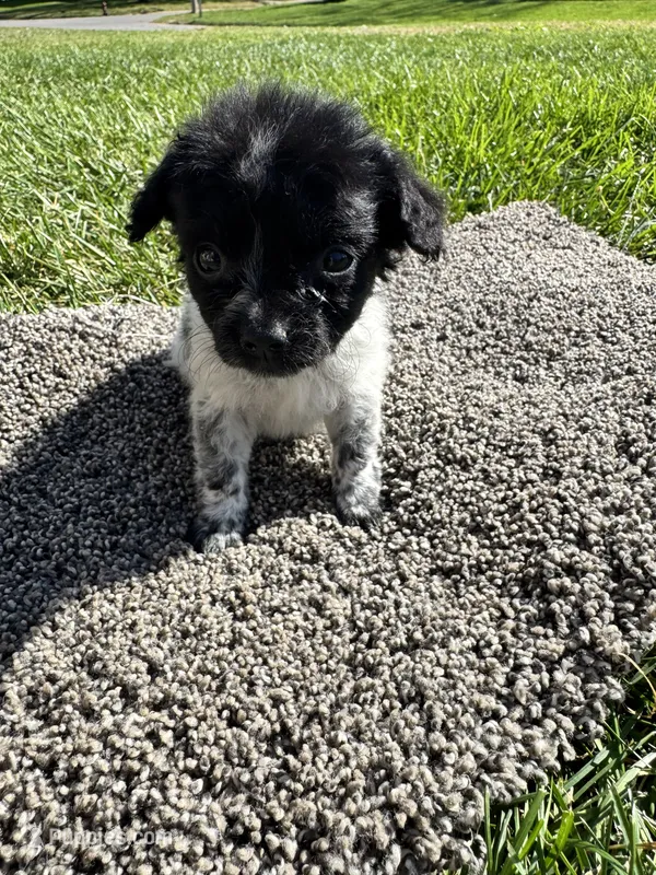 Puppy  – Chihuahua puppy for sale in Chariton, IA