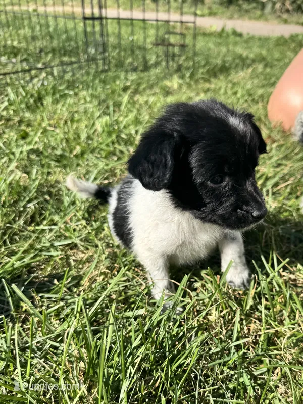 Puppy  – Chihuahua puppy for sale in Chariton, IA