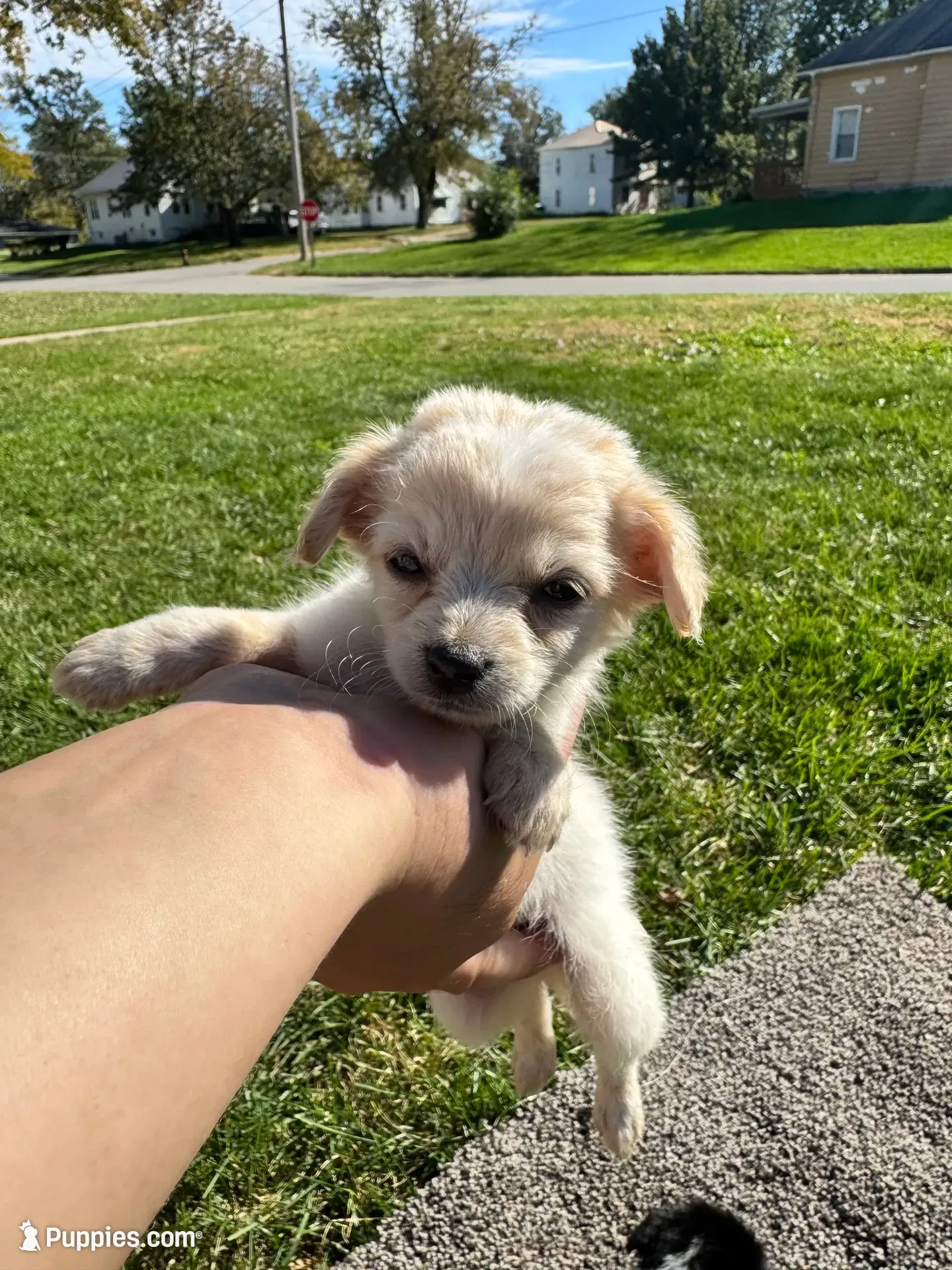Puppy, a male Chihuahua for sale in Chariton, IA – 3 of 7