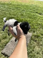 Puppy , a female Chihuahua for sale in Chariton, IA – 2 of 7