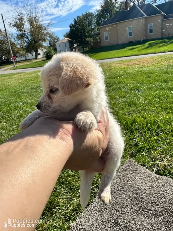 Puppy – Chihuahua puppy for sale in Chariton, IA