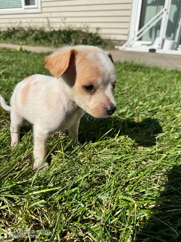 Puppy – Chihuahua puppy for sale in Chariton, IA