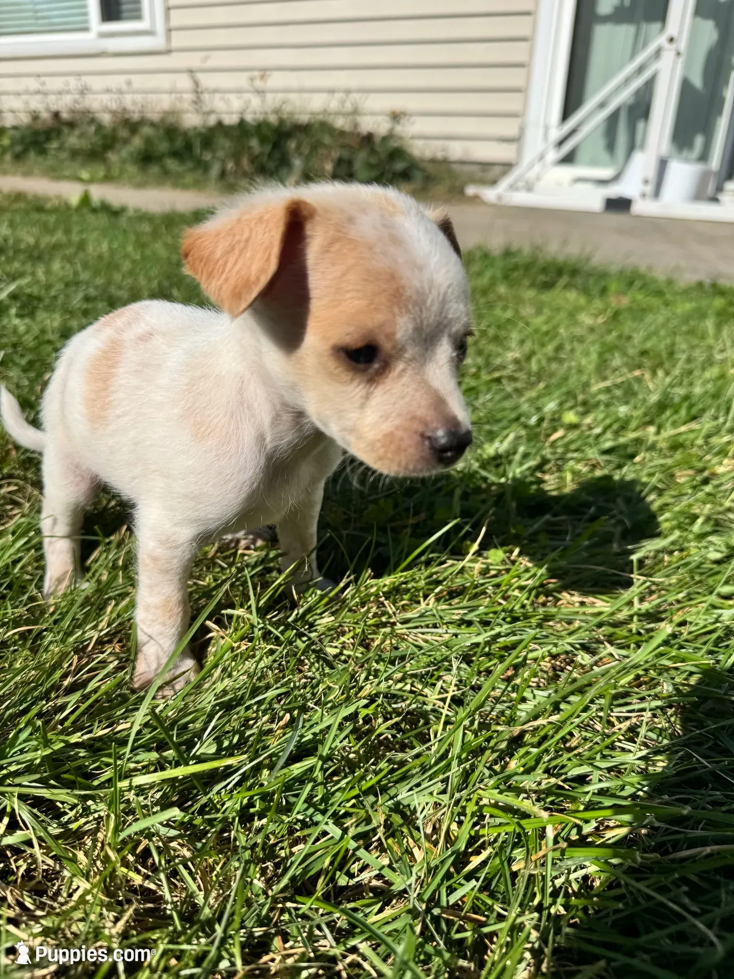 Puppy, a male Chihuahua for sale in Chariton, IA – 1 of 8