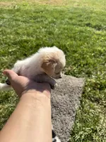 Puppy, a male Chihuahua for sale in Chariton, IA – 4 of 7