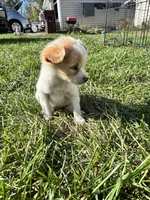 Puppy , a female Chihuahua for sale in Chariton, IA – 2 of 5