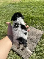 Puppy , a female Chihuahua for sale in Chariton, IA – 3 of 7