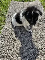 Puppy , a female Chihuahua for sale in Chariton, IA – 5 of 7