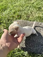 Puppy, a male Chihuahua for sale in Chariton, IA – 8 of 8