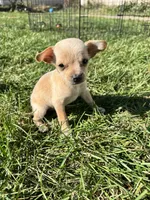 Puppy , a female Chihuahua for sale in Chariton, IA – 3 of 5