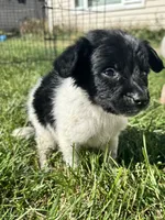 Puppy , a male Chihuahua for sale in Chariton, IA – 4 of 5