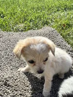 Puppy , a female Chihuahua for sale in Chariton, IA – 4 of 5