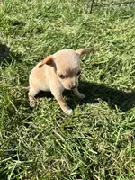 Puppy , a female Chihuahua for sale in Chariton, IA – 2 of 5
