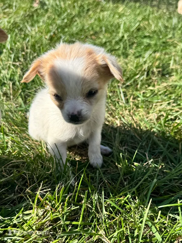 Puppy  – Chihuahua puppy for sale in Chariton, IA