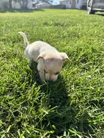 Puppy, a male Chihuahua for sale in Chariton, IA – 3 of 8