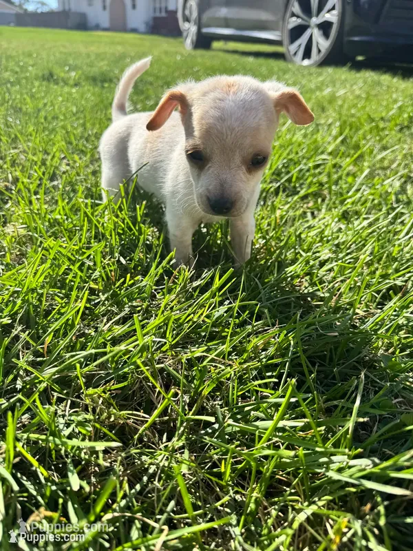 Puppy – Chihuahua puppy for sale in Chariton, IA