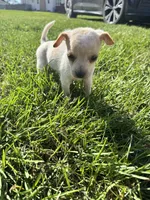 Puppy, a male Chihuahua for sale in Chariton, IA – 2 of 8