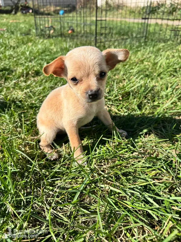 Puppy  – Chihuahua puppy for sale in Chariton, IA