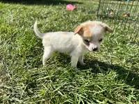 Puppy , a female Chihuahua for sale in Chariton, IA – 5 of 5