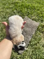 Puppy, a male Chihuahua for sale in Chariton, IA – 5 of 7