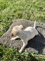 Puppy, a male Chihuahua for sale in Chariton, IA – 5 of 8