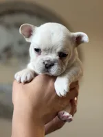 Puppy , a male French Bulldog for sale in Kissimmee, FL – Photo 1 of 2
