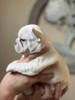 Puppy , a male French Bulldog for sale in Kissimmee, FL – Photo 2 of 2