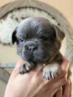 Puppy , a male French Bulldog for sale in Kissimmee, FL – Photo 2 of 2