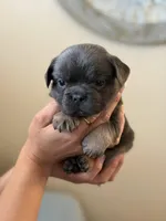 Puppy , a male French Bulldog for sale in Kissimmee, FL – Photo 1 of 2