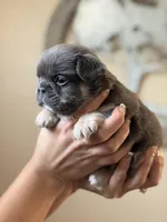 Puppy , a male French Bulldog for sale in Kissimmee, FL – Photo 2 of 2