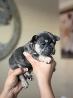 Puppy, a female French Bulldog for sale in Kissimmee, FL – Photo 2 of 2