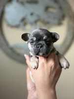 Puppy, a female French Bulldog for sale in Kissimmee, FL – Photo 1 of 2