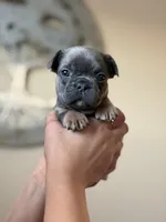 Puppy , a female French Bulldog for sale in Kissimmee, FL – Photo 1 of 2