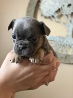 Puppy , a female French Bulldog for sale in Kissimmee, FL – Photo 2 of 2