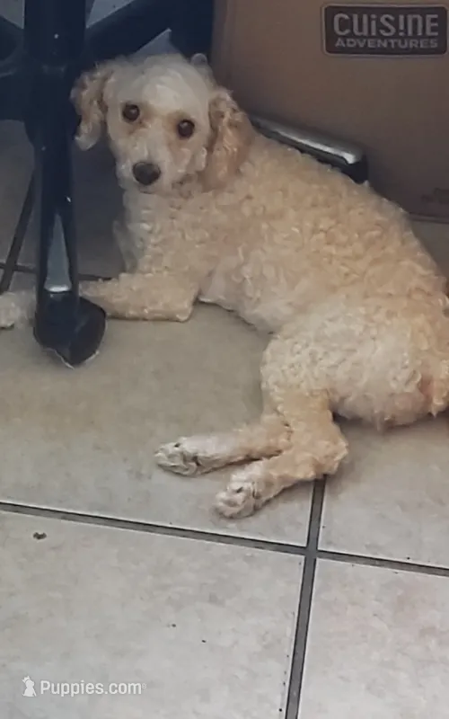 Perla – Poodle - Miniature  puppy for sale in Elyria, OH