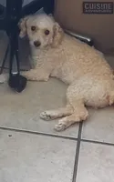 Perla, a female Poodle - Miniature  for sale in Elyria, OH – 1 of 1