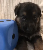 Boomer Blue, a male German Shepherd Dog for sale in Kearney, MO – Photo 3 of 6