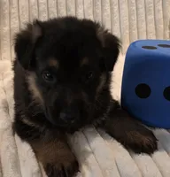 Boomer Blue, a male German Shepherd Dog for sale in Kearney, MO – Photo 2 of 6