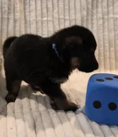 Boomer Blue, a male German Shepherd Dog for sale in Kearney, MO – Photo 1 of 6