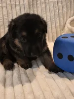 Boomer Blue, a male German Shepherd Dog for sale in Kearney, MO – Photo 4 of 6