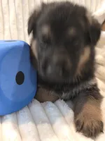 Boomer Blue, a male German Shepherd Dog for sale in Kearney, MO – Photo 5 of 6