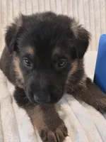 Boomer Blue, a male German Shepherd Dog for sale in Kearney, MO – Photo 6 of 6