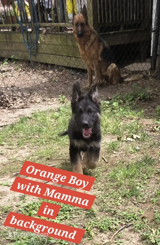 Ollie Orange – German Shepherd Dog puppy for sale in Kearney, MO
